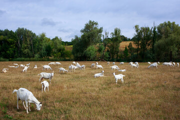 Fototapeta na wymiar Goats graze on the field