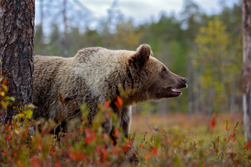 Bear - close up encounter in the nature. Brown bear in yellow forest. Autumn trees with animal. Beautiful brown bear walking around lake, fall colours. Wildlife scene from nature, Russia.