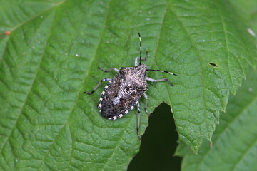 Graue Gartenwanze - Rhaphigaster nebulosa