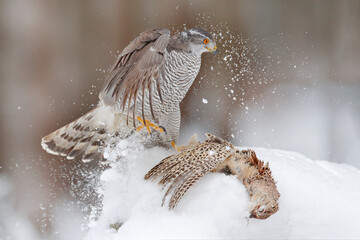 Winter wildlife, bird of prey with catch in snow. Animal behaviour in the forest. Bird of prey Goshawk with killed pheasant in the grass in green forest. Wildlife scene from nature, Germany