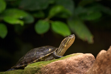 Turtle in the nature habitat, wildlife in Cuba. Cuban slider, Trachemys decussata, turtle in the nature habitat. Slider sitting on the stone near the water, Cuba, Caribbean Islands.
