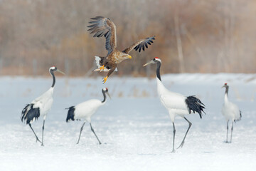 Snow dance in nature. Wildlife scene from snowy nature. Cold winter. Snowy. Snowfall two Red-crowned crane in snow meadow, with snow storm, Hokkaido, Japan. Crane pair, winter scene with snowflakes.