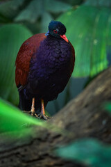 Pheasant pigeon, Otidiphaps nobilis, big dark violet bird in the nature forest habitat, New Guinea. Rare beautiful bird in the nature, wildlife Asia.