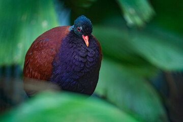 Pheasant pigeon, Otidiphaps nobilis, big dark violet bird in the nature forest habitat, New Guinea. Rare beautiful bird in the nature, wildlife Asia.