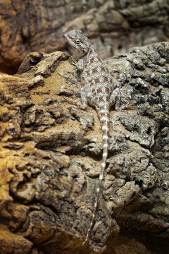 Turkestan Plate-tailed Gecko, Teratoscincus scincus, lizard from Iran, Asia. Animal in the habitat, white rock in hot sunny day. Wildlife  scene from nature.