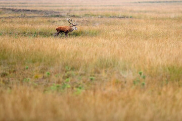 Naklejka na ściany i meble Red deer, rutting season, Hoge Veluwe, Netherlands. Deer stag, majestic powerful animal outside the wood, big animal in forest habitat. Wildlife scene, nature. Moorland, autumn animal behavior.