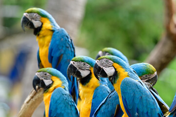 freshy faces of blue-and-gold macaw parrots sitting together and starring at you, fascinated birds