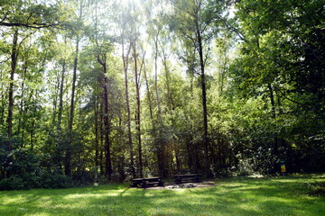 Prześwit słońca w lesie © Pawe