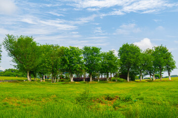 Fototapeta na wymiar Early Summer scenery of Mulan grassland Scenic spot in Wuhan, Hubei Province, China