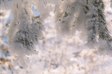 The green coniferous branches bent under the weight of the snow. Christmas tree in winter. White snow. Concept for Christmas, New Year holiday. Selective focus.