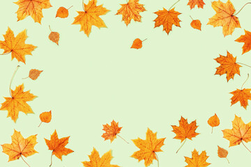 Beautiful yellow autumnal leaves of maple and birch on light green color paper. Autumn frame.