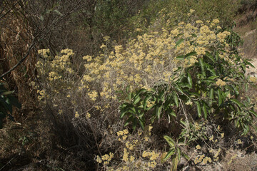 Macela Flowers in the Stone Hills in Brazil