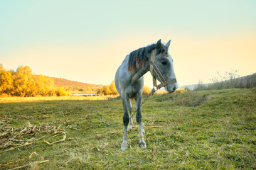 Obraz na płótnie Canvas Single Grey Horse on the Pasture