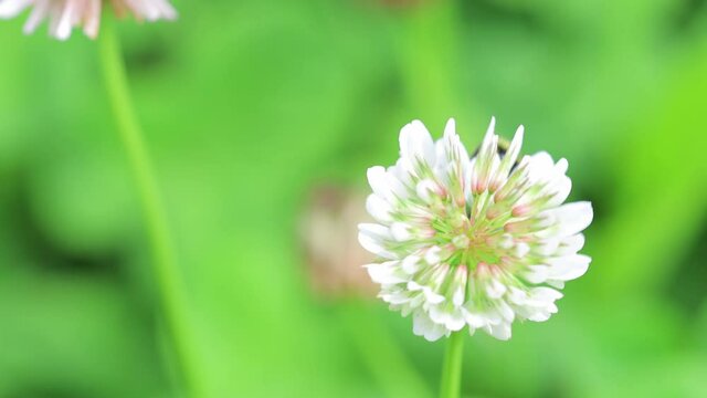 bumble-bee on a flower