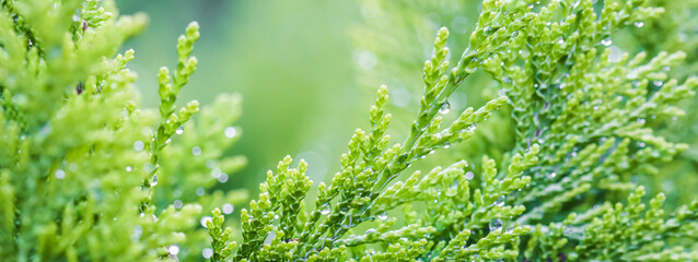 Fototapeta premium Closeup green leaves of evergreen coniferous tree Lawson Cypress or Chamaecyparis lawsoniana after the rain. Extreme bokeh with light reflection. Macro photography, selective focus, blurred background