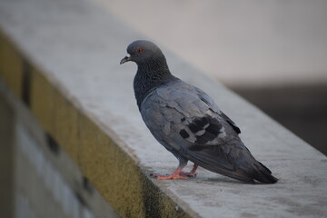 Indian Pigeon OR Rock Dove - The rock dove, rock pigeon, or common pigeon is a member of the bird family Columbidae. In common usage, this bird is often simply referred to as the 