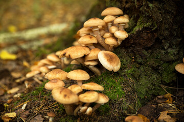 Armillaria mellea mushrooms on a tree in the forest in the autumn day. Selective focus, blurred background.