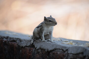 Indian palm squirrel or three-striped palm squirrel (Funambulus palmarum) -is a species of rodent in the family Sciuridae found naturally in India (south of the Vindhyas) and Sri Lanka.
