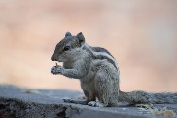 Indian palm squirrel or three-striped palm squirrel (Funambulus palmarum) -is a species of rodent in the family Sciuridae found naturally in India (south of the Vindhyas) and Sri Lanka.