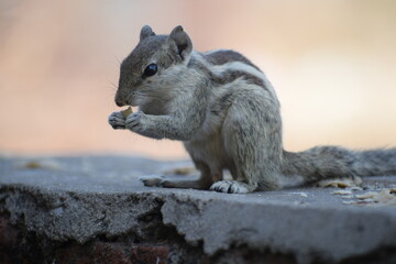 Indian palm squirrel or three-striped palm squirrel (Funambulus palmarum) -is a species of rodent in the family Sciuridae found naturally in India (south of the Vindhyas) and Sri Lanka.