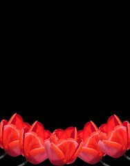 border frame of five natural red tulip flowers on black background
