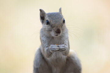 Indian palm squirrel or three-striped palm squirrel (Funambulus palmarum) -is a species of rodent in the family Sciuridae found naturally in India (south of the Vindhyas) and Sri Lanka.