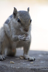 Indian palm squirrel or three-striped palm squirrel (Funambulus palmarum) -is a species of rodent in the family Sciuridae found naturally in India (south of the Vindhyas) and Sri Lanka.