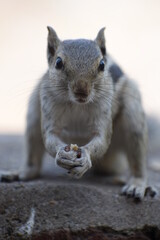 Indian palm squirrel or three-striped palm squirrel (Funambulus palmarum) -is a species of rodent in the family Sciuridae found naturally in India (south of the Vindhyas) and Sri Lanka.