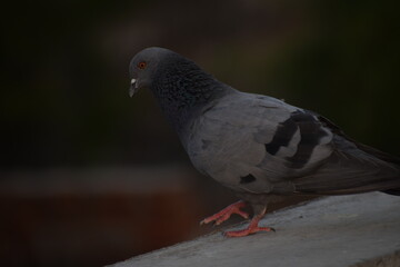 Indian Pigeon OR Rock Dove - The rock dove, rock pigeon, or common pigeon is a member of the bird family Columbidae. In common usage, this bird is often simply referred to as the "pigeon".