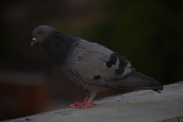 Indian Pigeon OR Rock Dove - The rock dove, rock pigeon, or common pigeon is a member of the bird family Columbidae. In common usage, this bird is often simply referred to as the "pigeon".