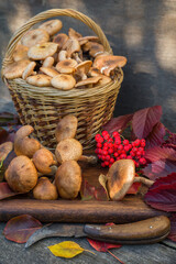 Autumn still life-Armillaria mellea mushrooms in a basket, on an old wooden background. Selective focus.