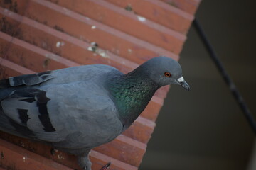 Indian Pigeon OR Rock Dove - The rock dove, rock pigeon, or common pigeon is a member of the bird family Columbidae. In common usage, this bird is often simply referred to as the "pigeon".