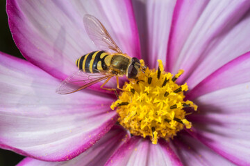 Syrphid fly. Eupeodes luniger collects nectar from the pink flower Cosmos bipinnatus.
Macro photo....