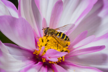 Syrphid fly. Eupeodes luniger collects nectar from the pink flower Cosmos bipinnatus.
Macro photo....