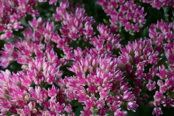 Sedum blooming as a background close-up