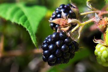 Ripe blackberries close up. Delicious natural food. Wild berry in its natural environment