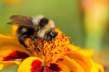 Bumblebee gathers nectar on a zinnia flower on a sunny summer day. Close-up, macro photo