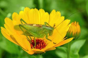 A large green grasshopper, a locust, sits on a yellow flower on a sunny day. soft selective focus. Macro
