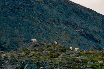 mountaingoats