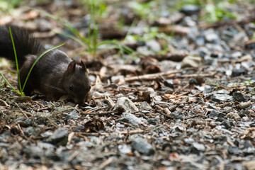 Das verspielte Eichhörnchen