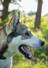 Portrait of a mongrel dog in nature close-up