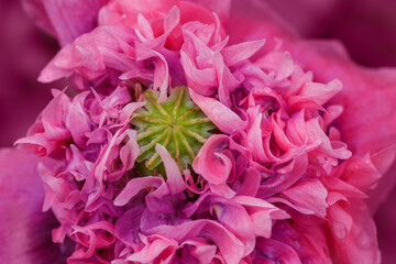 Double pink poppy as background texture close-up