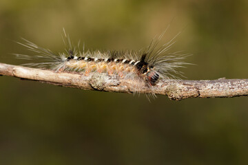Image of Hairy caterpillar on tree branch on natural background. Insect. Worm. Animal.