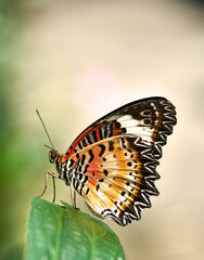 Macro of a Colorful Monarch Butterfly on Green Leaf