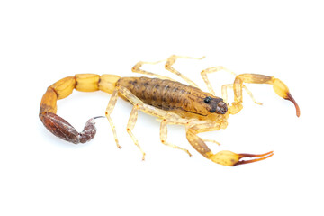 Image of brown scorpion isolated on white background. Insect. Animal.