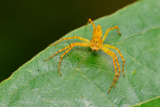 Image of lynx spider on the green leaf. Beautiful spider orange., Insect. Animal.