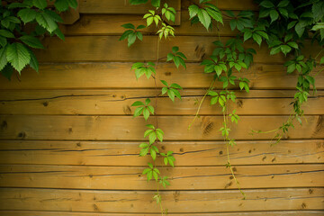 Wooden wall with wild grapes as a background texture