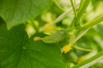 Green small fruits of cucumbers and flowers grow on the bushes and ripen in the sun.
Selective focus
