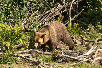 Der Braunbär
