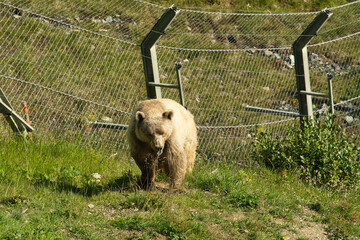 Der Braunbär